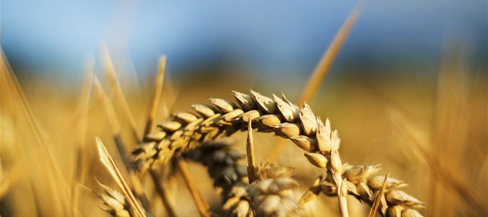 CABI supports leading agricultural event, CropWorld Global